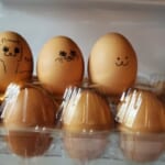 卵の写真