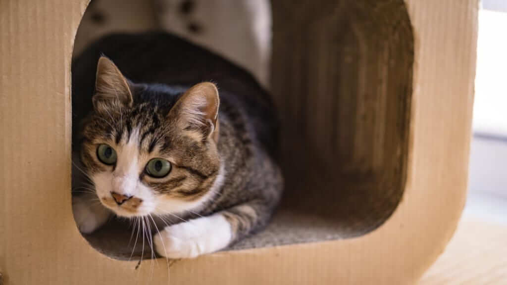 賃貸でペットを飼う方の注意点 女性の賃貸お部屋探しは女性のためのあつまる不動産