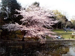 池沿いにあるピンクの桜の木