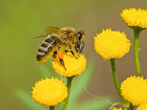 花の蜜を吸う蜂