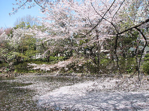 桜の木と桜の花びらが舞う