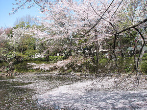 高円寺馬橋公園桜満開花見