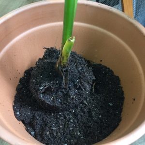 ストレリチア植物植え替え2