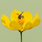 花の蜜を吸う蜂1匹