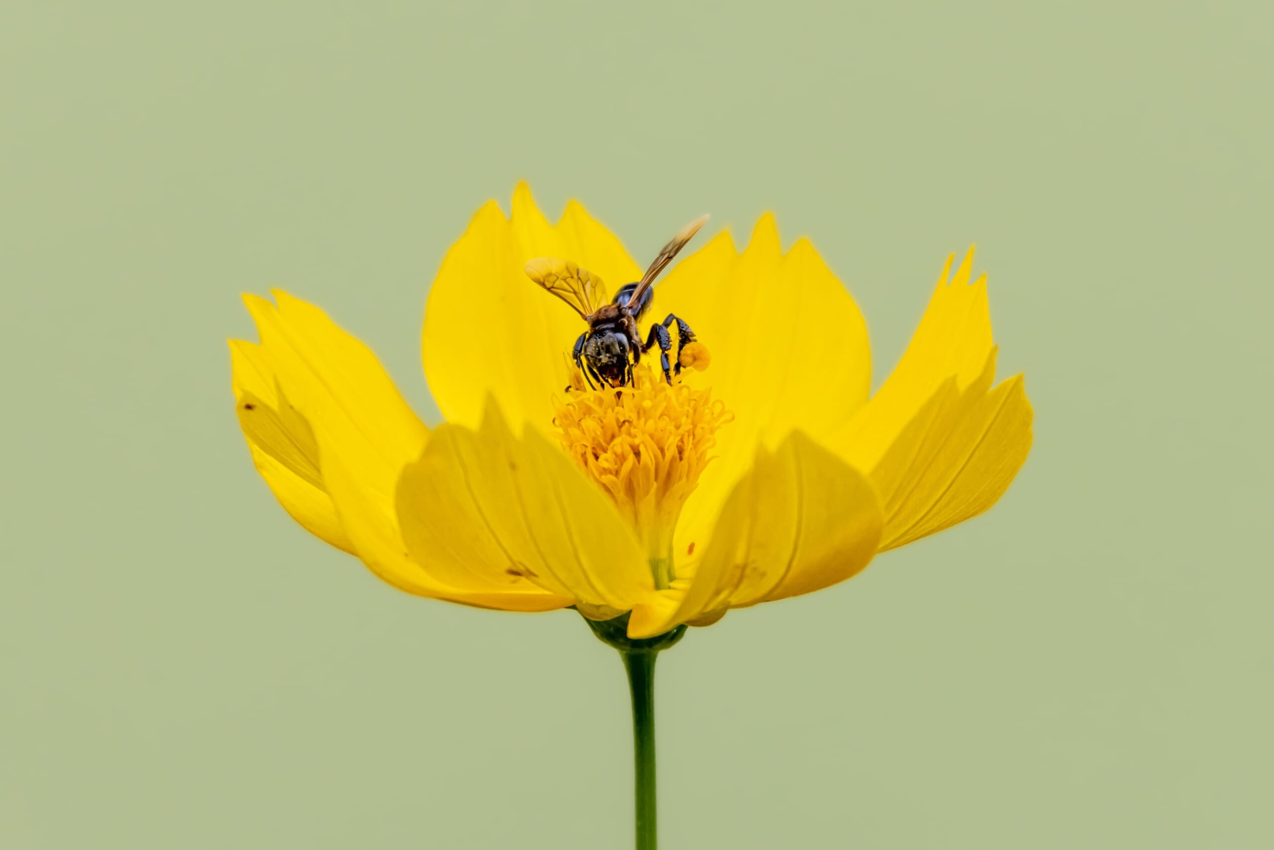 花の蜜を吸う蜂1匹
