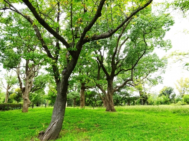 虫の出やすいお部屋の特徴と予防策 虫嫌いな女性の方必見です