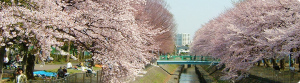 高円寺善福寺公園花見桜満開