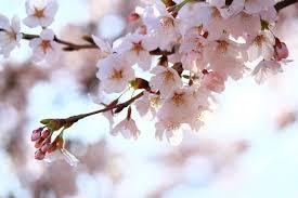 ピンク色の桜の花