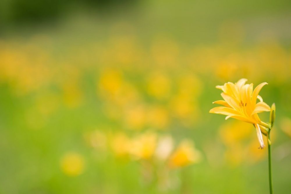 黄色の花1輪