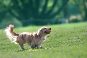 ブログ　ペット　犬