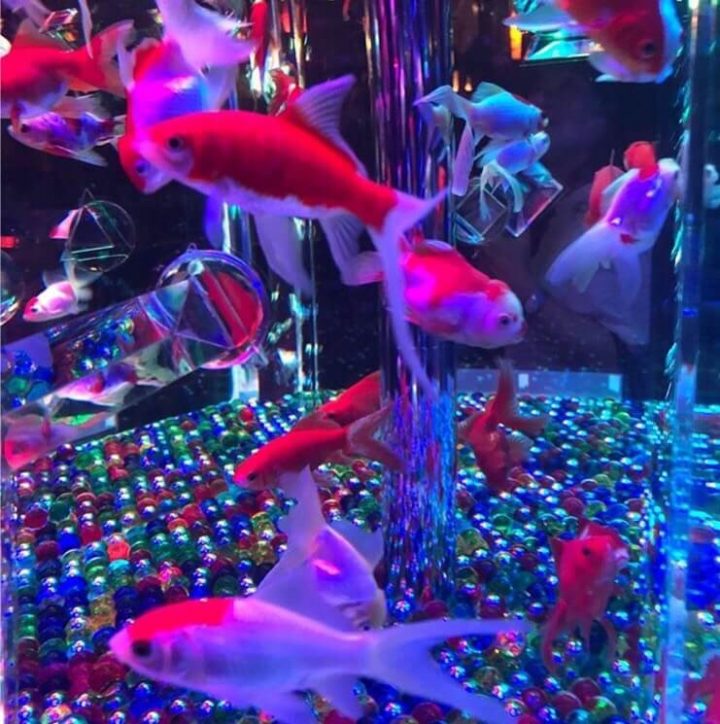 ブログ　Instagram　Twitter　金魚