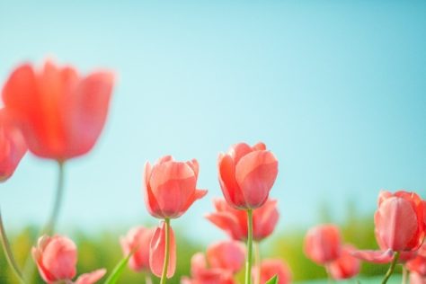 地方より一人暮らしのお客様