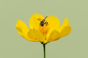 花の蜜を吸う蜂