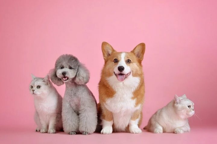ペット　犬　猫　賃貸　費用　お部屋探し