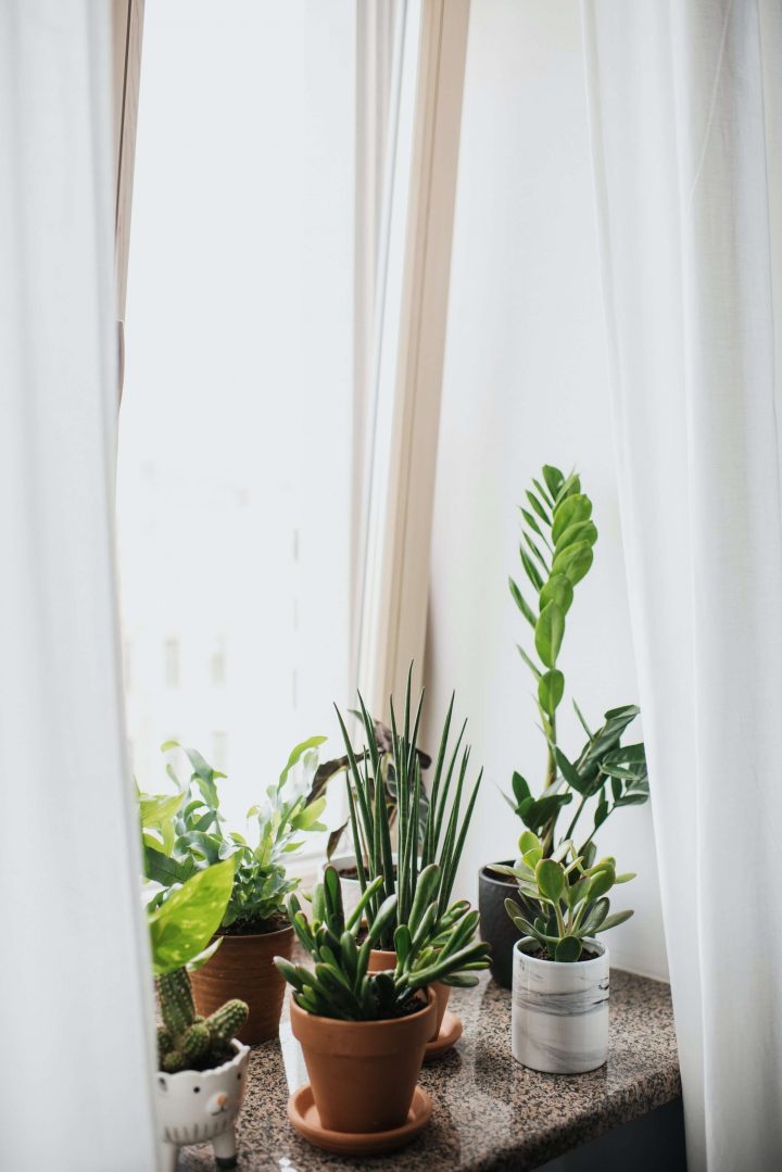 一人暮らしの女性の部屋と植物